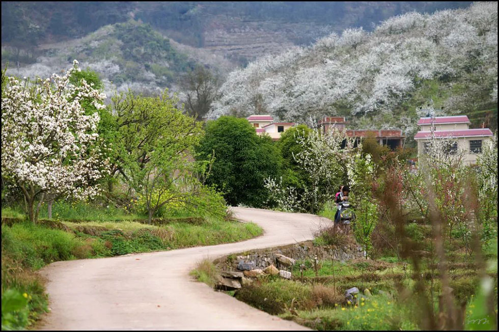 【春天，广西桂林灌阳县向您发出邀请！】我们在灌阳看梨花 - 游山玩水 - 泰州生活社区 - 泰州28生活网 taizhou.28life.com