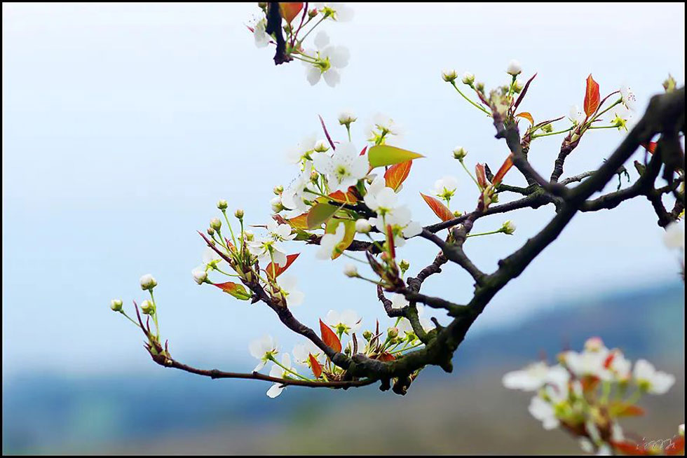 【春天，广西桂林灌阳县向您发出邀请！】我们在灌阳看梨花 - 游山玩水 - 泰州生活社区 - 泰州28生活网 taizhou.28life.com