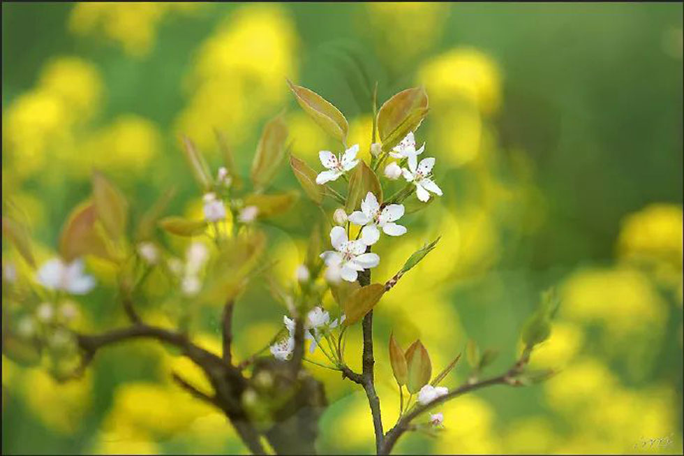 【春天，广西桂林灌阳县向您发出邀请！】我们在灌阳看梨花 - 游山玩水 - 泰州生活社区 - 泰州28生活网 taizhou.28life.com