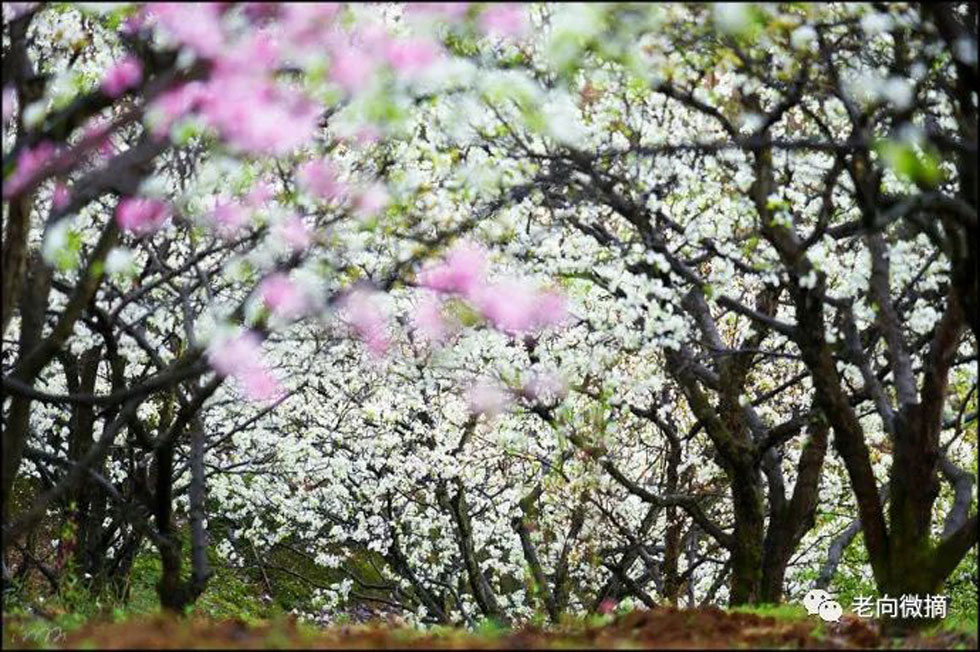 【春天，广西桂林灌阳县向您发出邀请！】我们在灌阳看梨花 - 游山玩水 - 泰州生活社区 - 泰州28生活网 taizhou.28life.com