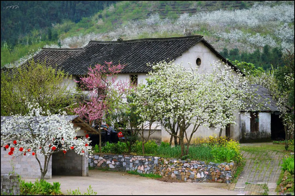 【春天，广西桂林灌阳县向您发出邀请！】我们在灌阳看梨花 - 游山玩水 - 泰州生活社区 - 泰州28生活网 taizhou.28life.com