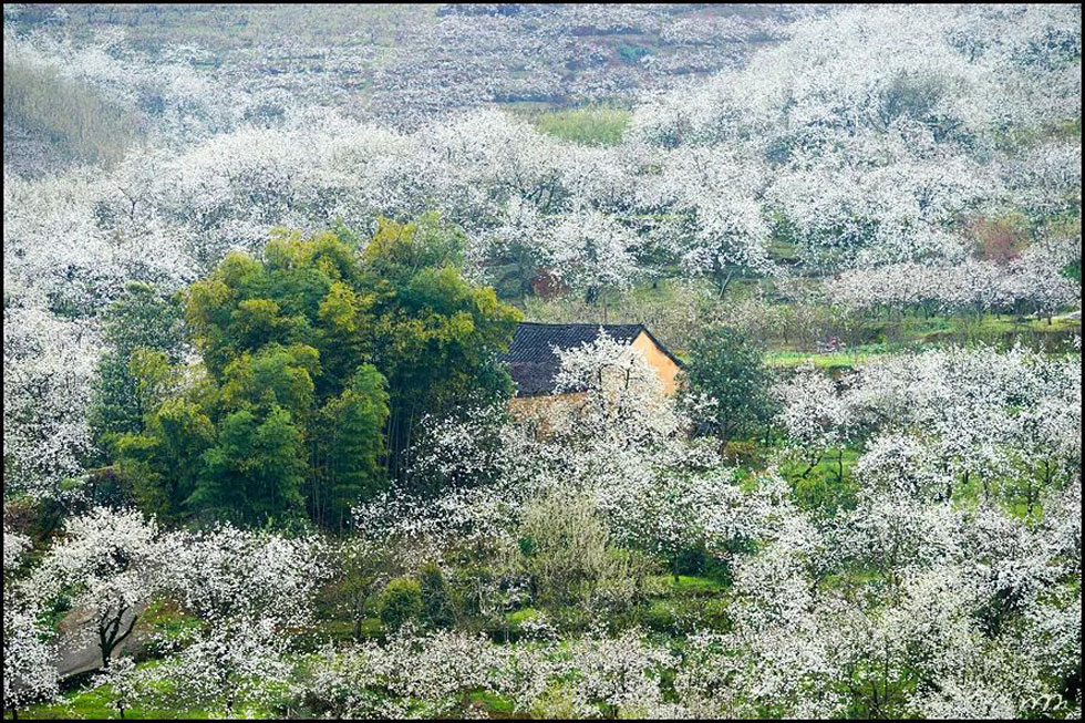 【春天，广西桂林灌阳县向您发出邀请！】我们在灌阳看梨花 - 游山玩水 - 泰州生活社区 - 泰州28生活网 taizhou.28life.com