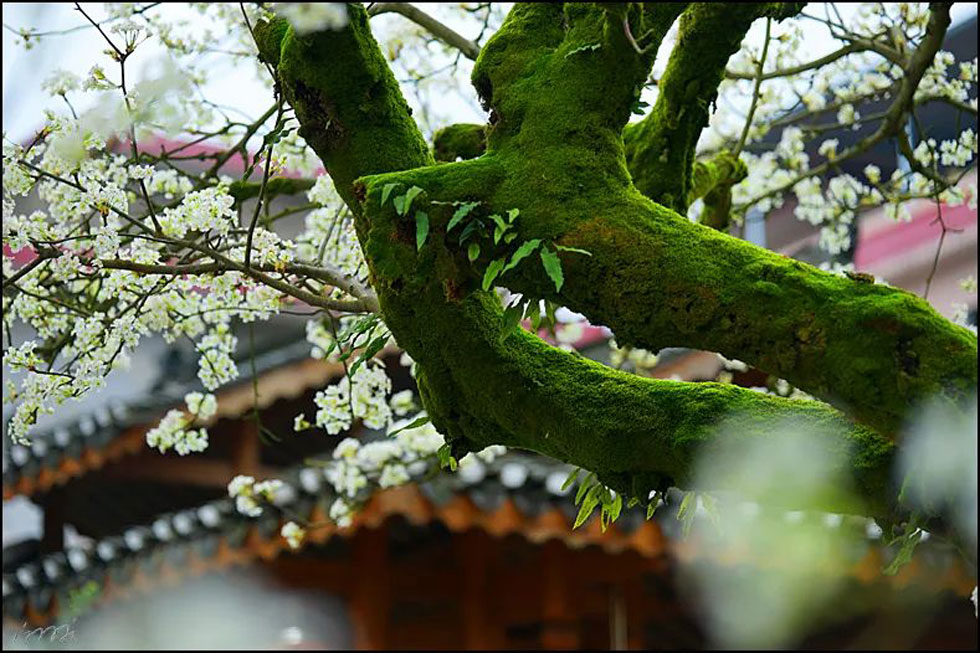 【春天，广西桂林灌阳县向您发出邀请！】我们在灌阳看梨花 - 游山玩水 - 泰州生活社区 - 泰州28生活网 taizhou.28life.com