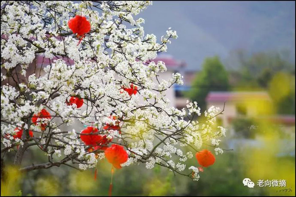 【春天，广西桂林灌阳县向您发出邀请！】我们在灌阳看梨花 - 游山玩水 - 泰州生活社区 - 泰州28生活网 taizhou.28life.com
