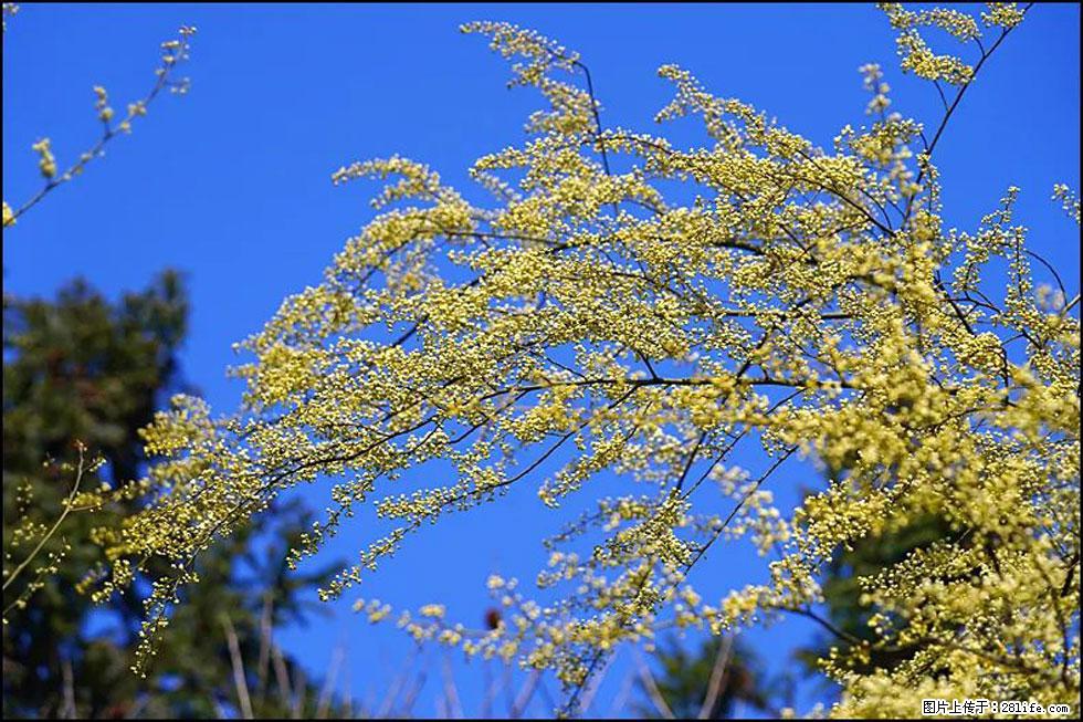 【春天,广西桂林灌阳县向您发出邀请!】米珠山前有片山苍子花在飘香 - 游山玩水 - 泰州生活社区 - 泰州28生活网 taizhou.28life.com