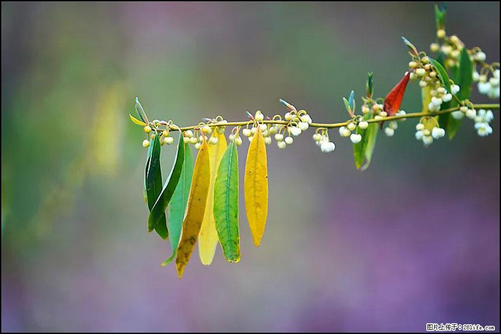 【春天,广西桂林灌阳县向您发出邀请!】米珠山前有片山苍子花在飘香 - 游山玩水 - 泰州生活社区 - 泰州28生活网 taizhou.28life.com