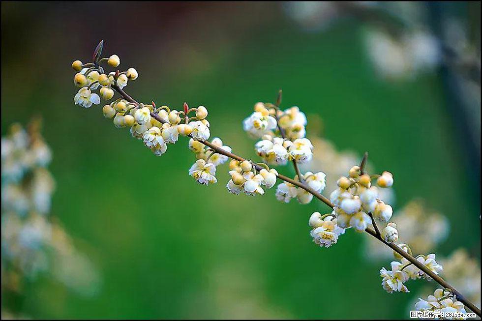 【春天,广西桂林灌阳县向您发出邀请!】米珠山前有片山苍子花在飘香 - 游山玩水 - 泰州生活社区 - 泰州28生活网 taizhou.28life.com