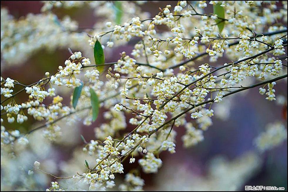 【春天,广西桂林灌阳县向您发出邀请!】米珠山前有片山苍子花在飘香 - 游山玩水 - 泰州生活社区 - 泰州28生活网 taizhou.28life.com