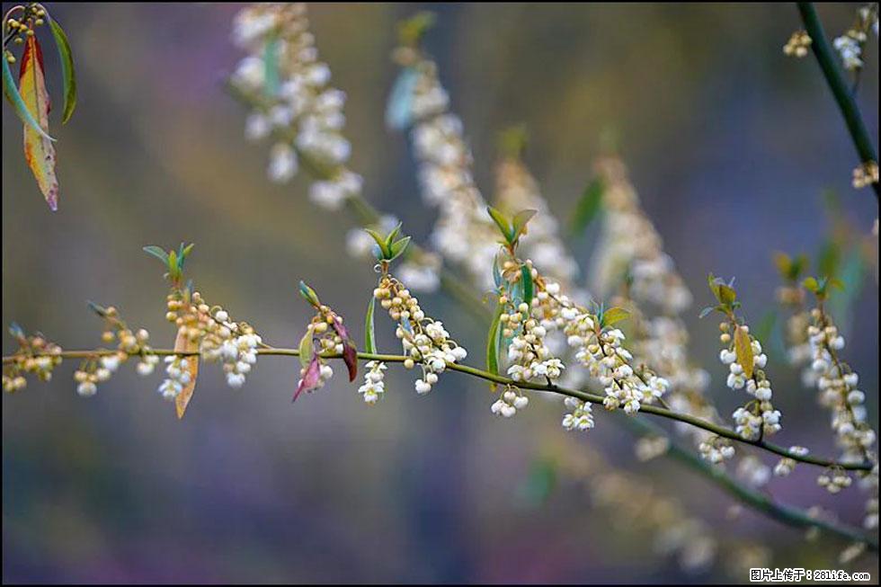 【春天,广西桂林灌阳县向您发出邀请!】米珠山前有片山苍子花在飘香 - 游山玩水 - 泰州生活社区 - 泰州28生活网 taizhou.28life.com