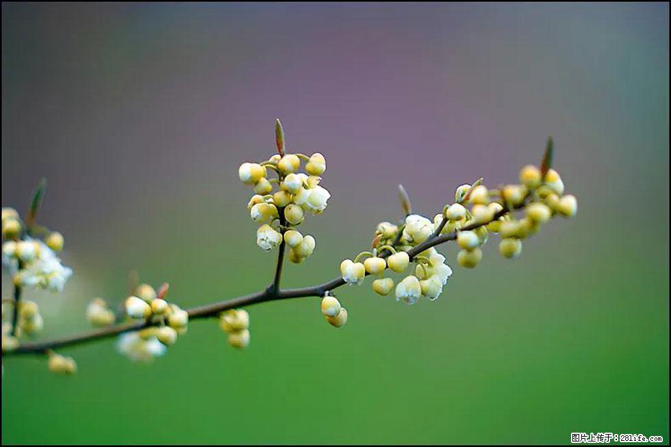 【春天,广西桂林灌阳县向您发出邀请!】米珠山前有片山苍子花在飘香 - 游山玩水 - 泰州生活社区 - 泰州28生活网 taizhou.28life.com