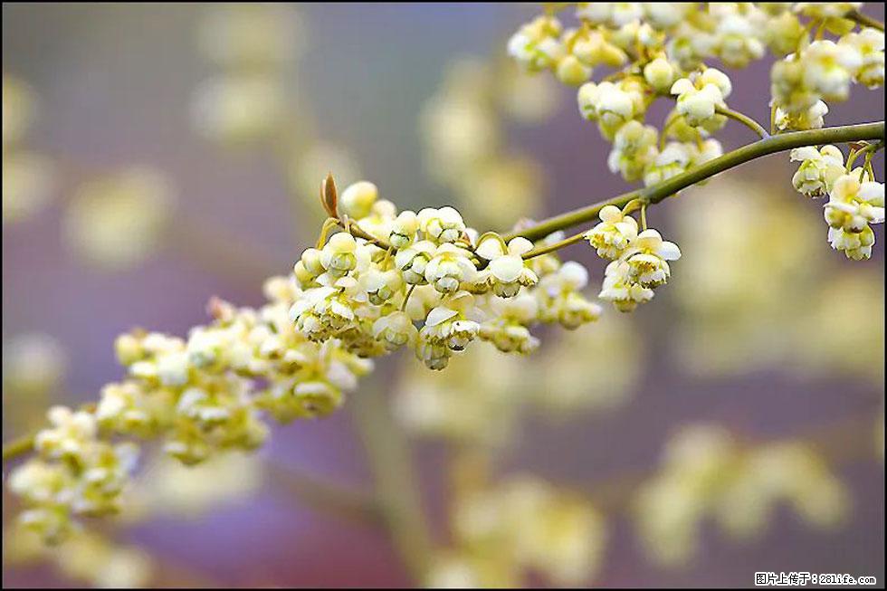 【春天,广西桂林灌阳县向您发出邀请!】米珠山前有片山苍子花在飘香 - 游山玩水 - 泰州生活社区 - 泰州28生活网 taizhou.28life.com
