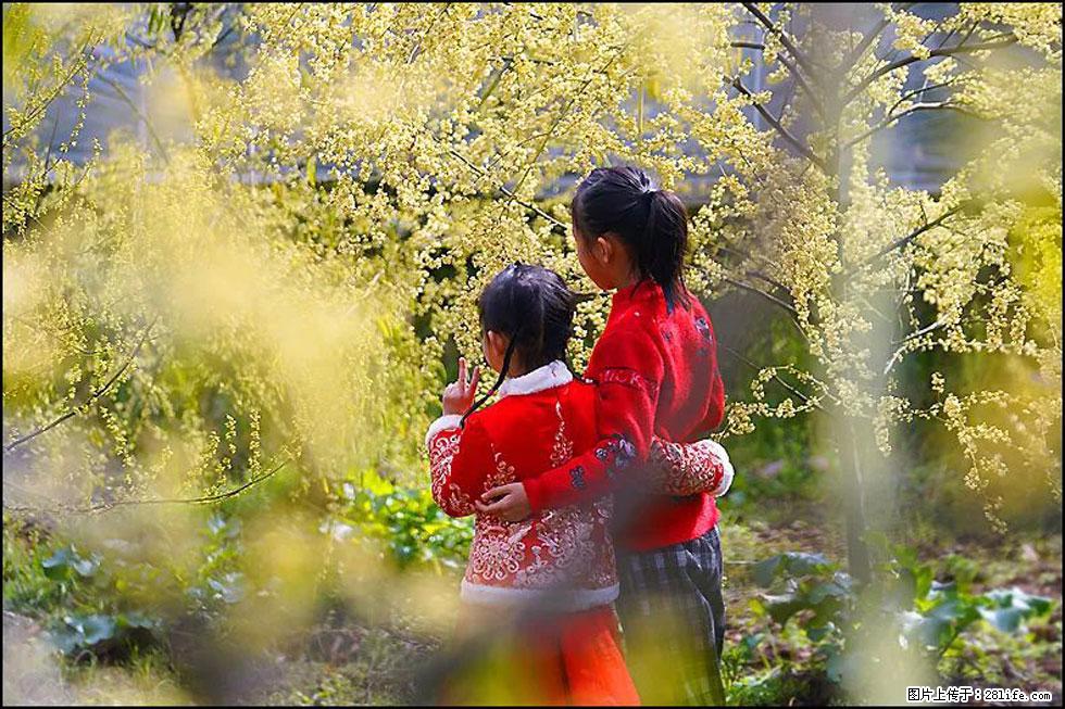 【春天,广西桂林灌阳县向您发出邀请!】米珠山前有片山苍子花在飘香 - 游山玩水 - 泰州生活社区 - 泰州28生活网 taizhou.28life.com