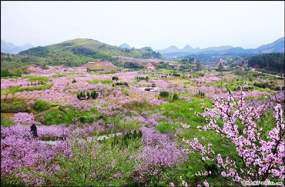 【春天,广西桂林灌阳县向您发出邀请!】官庄村有个醉美的桃花园 - 游山玩水 - 泰州生活社区 - 泰州28生活网 taizhou.28life.com