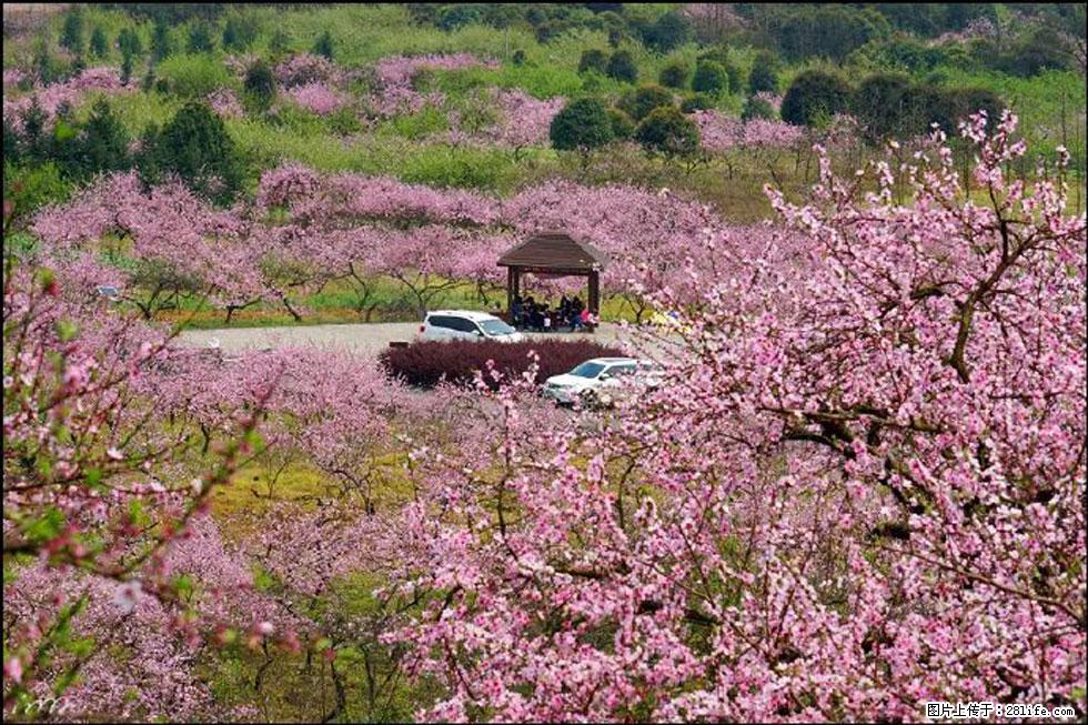 【春天,广西桂林灌阳县向您发出邀请!】官庄村有个醉美的桃花园 - 游山玩水 - 泰州生活社区 - 泰州28生活网 taizhou.28life.com