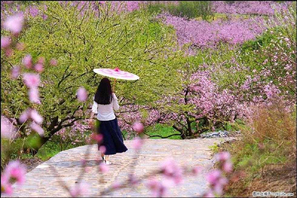 【春天,广西桂林灌阳县向您发出邀请!】官庄村有个醉美的桃花园 - 游山玩水 - 泰州生活社区 - 泰州28生活网 taizhou.28life.com