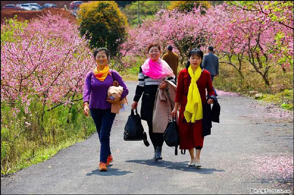 【春天,广西桂林灌阳县向您发出邀请!】官庄村有个醉美的桃花园 - 游山玩水 - 泰州生活社区 - 泰州28生活网 taizhou.28life.com