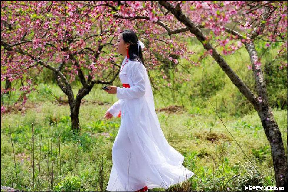 【春天,广西桂林灌阳县向您发出邀请!】官庄村有个醉美的桃花园 - 游山玩水 - 泰州生活社区 - 泰州28生活网 taizhou.28life.com