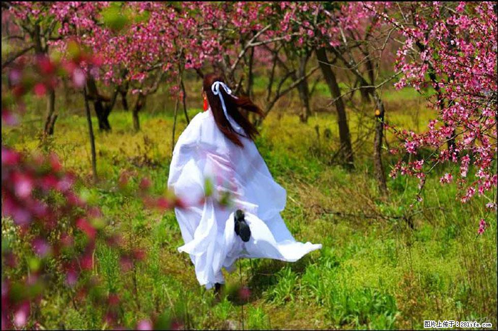 【春天,广西桂林灌阳县向您发出邀请!】官庄村有个醉美的桃花园 - 游山玩水 - 泰州生活社区 - 泰州28生活网 taizhou.28life.com