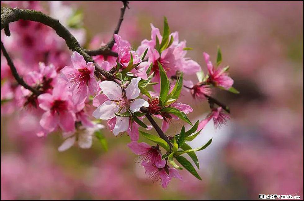 【春天,广西桂林灌阳县向您发出邀请!】官庄村有个醉美的桃花园 - 游山玩水 - 泰州生活社区 - 泰州28生活网 taizhou.28life.com