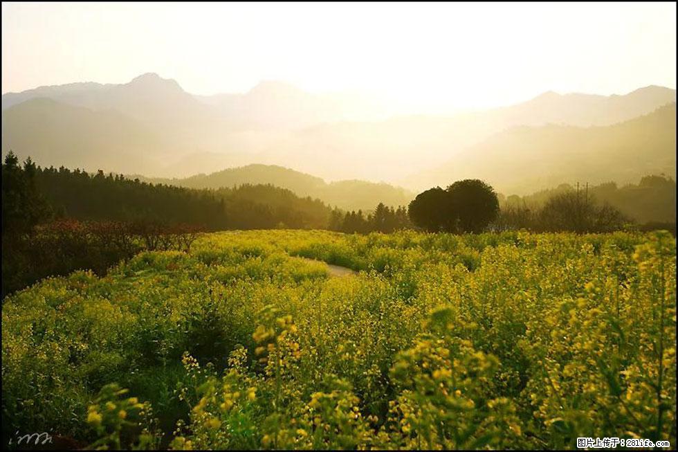 【春天，广西桂林灌阳县向您发出邀请！】长坪村油菜盛情花开 - 游山玩水 - 泰州生活社区 - 泰州28生活网 taizhou.28life.com