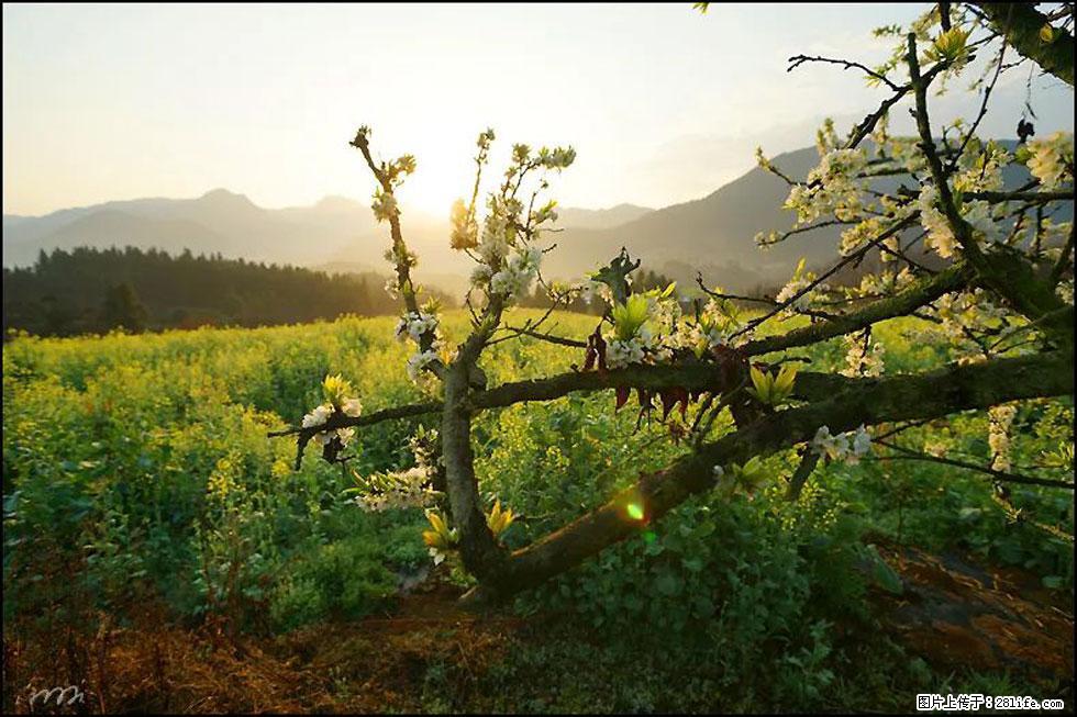 【春天，广西桂林灌阳县向您发出邀请！】长坪村油菜盛情花开 - 游山玩水 - 泰州生活社区 - 泰州28生活网 taizhou.28life.com