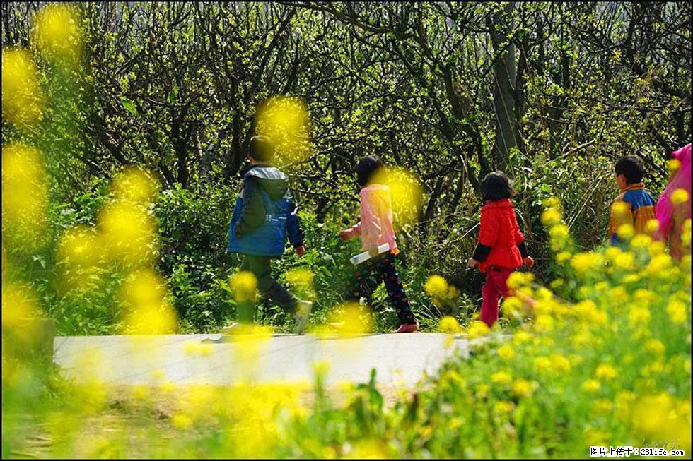 【春天，广西桂林灌阳县向您发出邀请！】长坪村油菜盛情花开 - 游山玩水 - 泰州生活社区 - 泰州28生活网 taizhou.28life.com