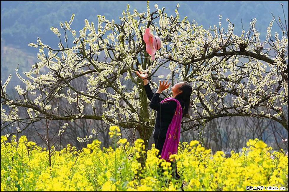 【春天，广西桂林灌阳县向您发出邀请！】长坪村油菜盛情花开 - 游山玩水 - 泰州生活社区 - 泰州28生活网 taizhou.28life.com