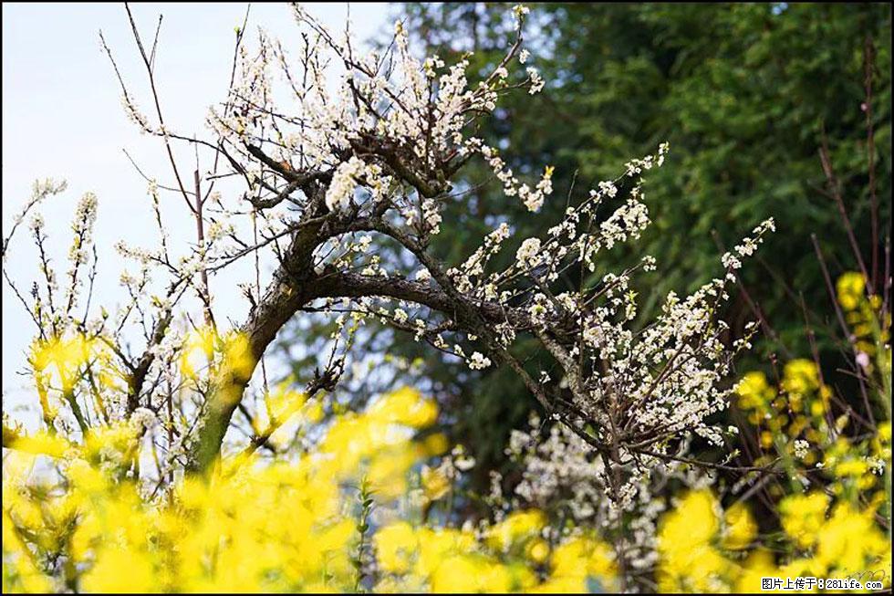 【春天，广西桂林灌阳县向您发出邀请！】长坪村油菜盛情花开 - 游山玩水 - 泰州生活社区 - 泰州28生活网 taizhou.28life.com