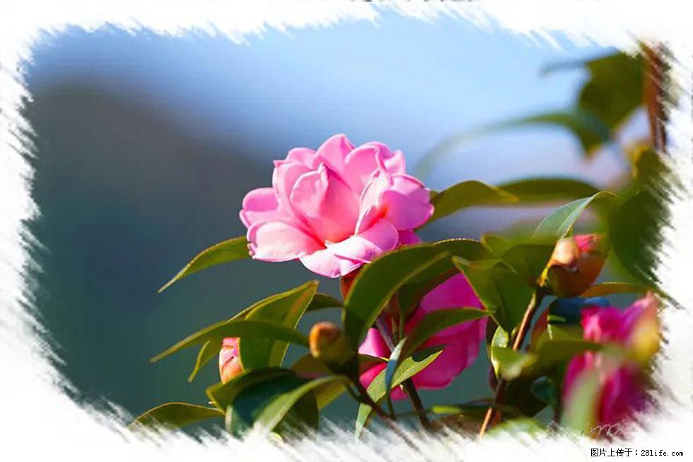 【春天,广西桂林灌阳县向您发出邀请!】杨柳井茶花惹人爱 - 游山玩水 - 泰州生活社区 - 泰州28生活网 taizhou.28life.com