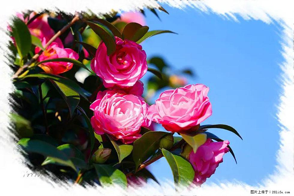 【春天,广西桂林灌阳县向您发出邀请!】杨柳井茶花惹人爱 - 游山玩水 - 泰州生活社区 - 泰州28生活网 taizhou.28life.com