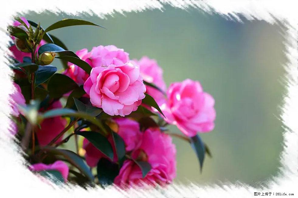 【春天,广西桂林灌阳县向您发出邀请!】杨柳井茶花惹人爱 - 游山玩水 - 泰州生活社区 - 泰州28生活网 taizhou.28life.com