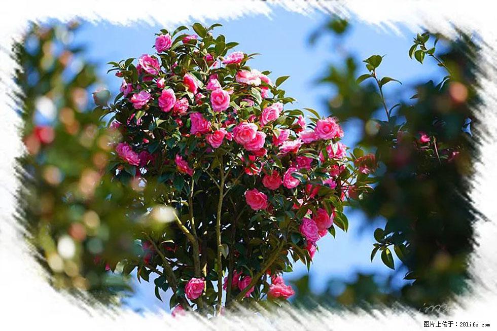 【春天,广西桂林灌阳县向您发出邀请!】杨柳井茶花惹人爱 - 游山玩水 - 泰州生活社区 - 泰州28生活网 taizhou.28life.com