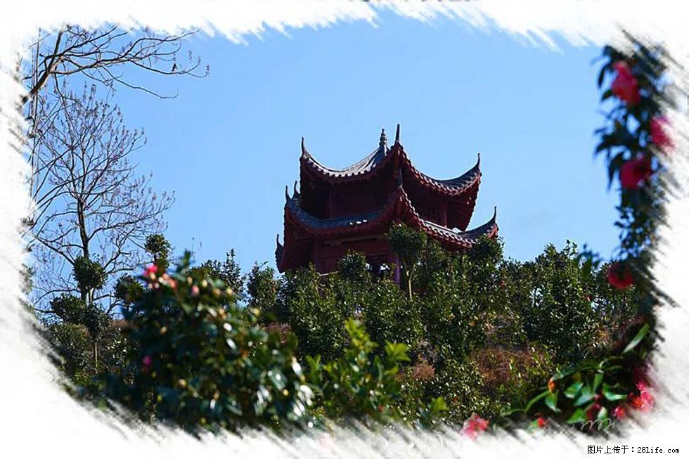 【春天,广西桂林灌阳县向您发出邀请!】杨柳井茶花惹人爱 - 游山玩水 - 泰州生活社区 - 泰州28生活网 taizhou.28life.com