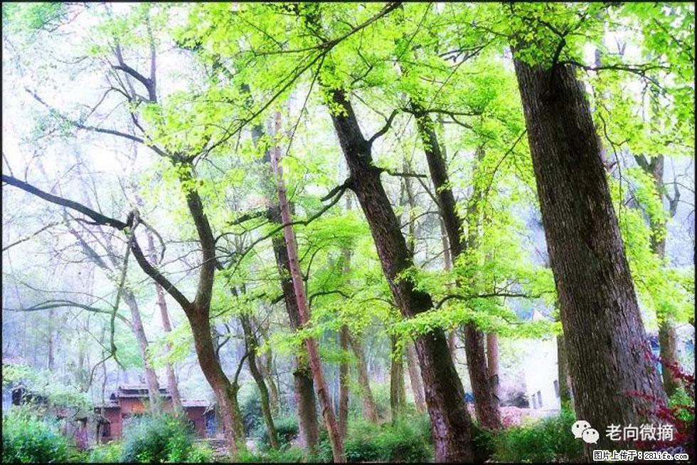 【春天，广西桂林灌阳县向您发出邀请！】在小龙村与春天约会 - 游山玩水 - 泰州生活社区 - 泰州28生活网 taizhou.28life.com