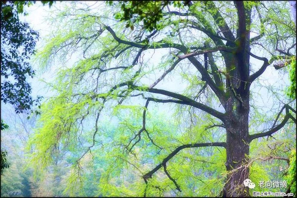 【春天，广西桂林灌阳县向您发出邀请！】在小龙村与春天约会 - 游山玩水 - 泰州生活社区 - 泰州28生活网 taizhou.28life.com