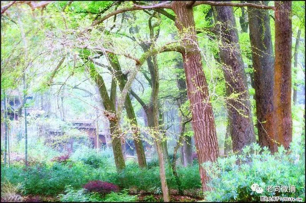 【春天，广西桂林灌阳县向您发出邀请！】在小龙村与春天约会 - 游山玩水 - 泰州生活社区 - 泰州28生活网 taizhou.28life.com