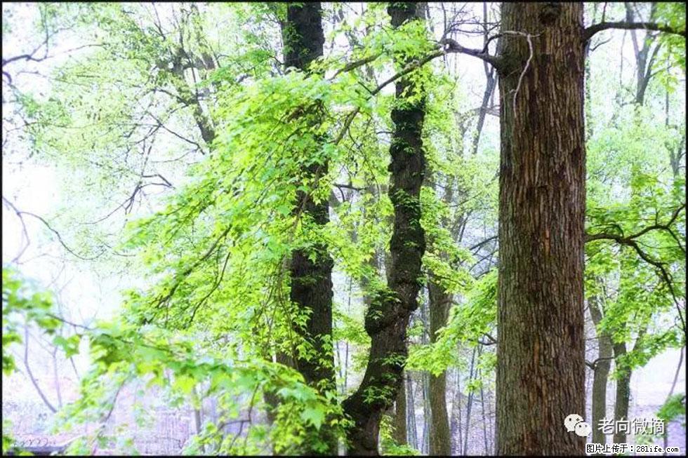 【春天，广西桂林灌阳县向您发出邀请！】在小龙村与春天约会 - 游山玩水 - 泰州生活社区 - 泰州28生活网 taizhou.28life.com