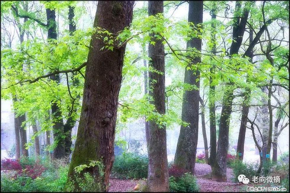 【春天，广西桂林灌阳县向您发出邀请！】在小龙村与春天约会 - 游山玩水 - 泰州生活社区 - 泰州28生活网 taizhou.28life.com