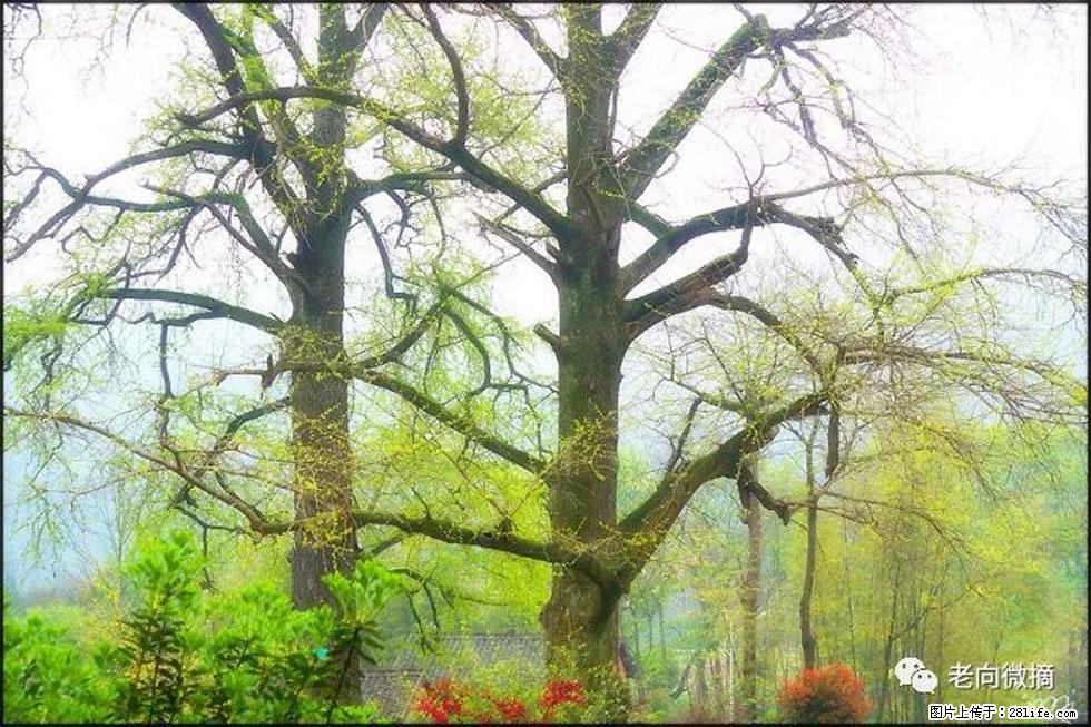 【春天，广西桂林灌阳县向您发出邀请！】在小龙村与春天约会 - 游山玩水 - 泰州生活社区 - 泰州28生活网 taizhou.28life.com