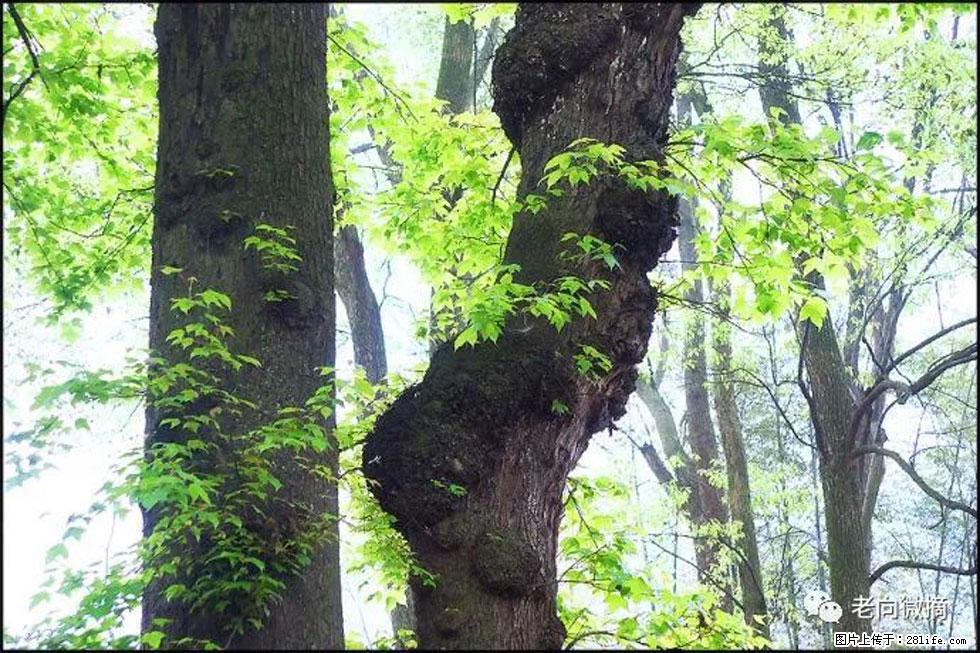 【春天，广西桂林灌阳县向您发出邀请！】在小龙村与春天约会 - 游山玩水 - 泰州生活社区 - 泰州28生活网 taizhou.28life.com