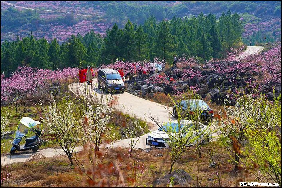 【春天，广西桂林灌阳县向您发出邀请！】望月岭上桃花开 - 游山玩水 - 泰州生活社区 - 泰州28生活网 taizhou.28life.com