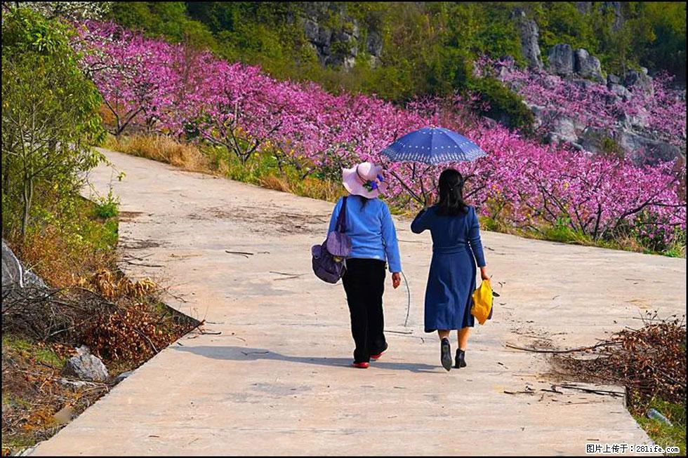 【春天，广西桂林灌阳县向您发出邀请！】望月岭上桃花开 - 游山玩水 - 泰州生活社区 - 泰州28生活网 taizhou.28life.com
