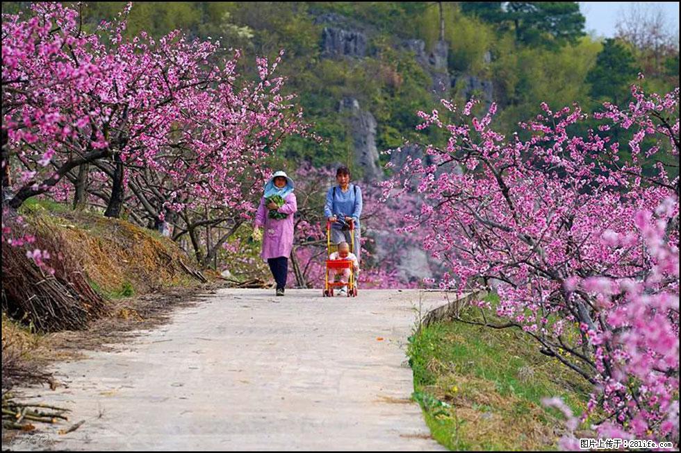 【春天，广西桂林灌阳县向您发出邀请！】望月岭上桃花开 - 游山玩水 - 泰州生活社区 - 泰州28生活网 taizhou.28life.com