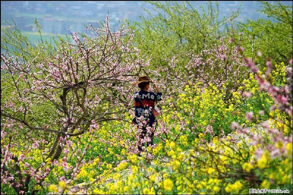 【春天，广西桂林灌阳县向您发出邀请！】望月岭上桃花开 - 游山玩水 - 泰州生活社区 - 泰州28生活网 taizhou.28life.com