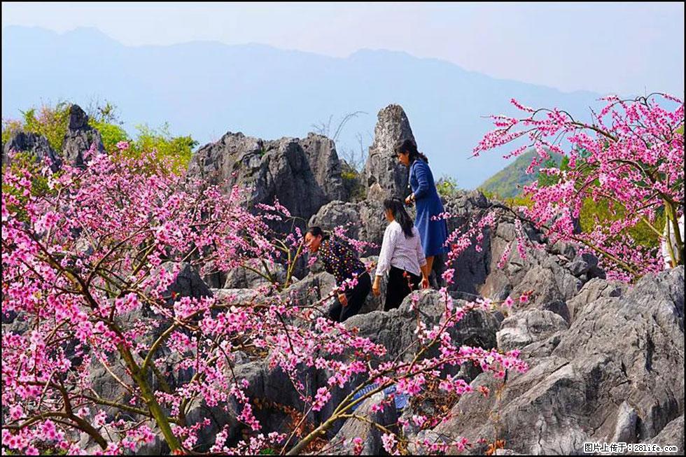 【春天，广西桂林灌阳县向您发出邀请！】望月岭上桃花开 - 游山玩水 - 泰州生活社区 - 泰州28生活网 taizhou.28life.com
