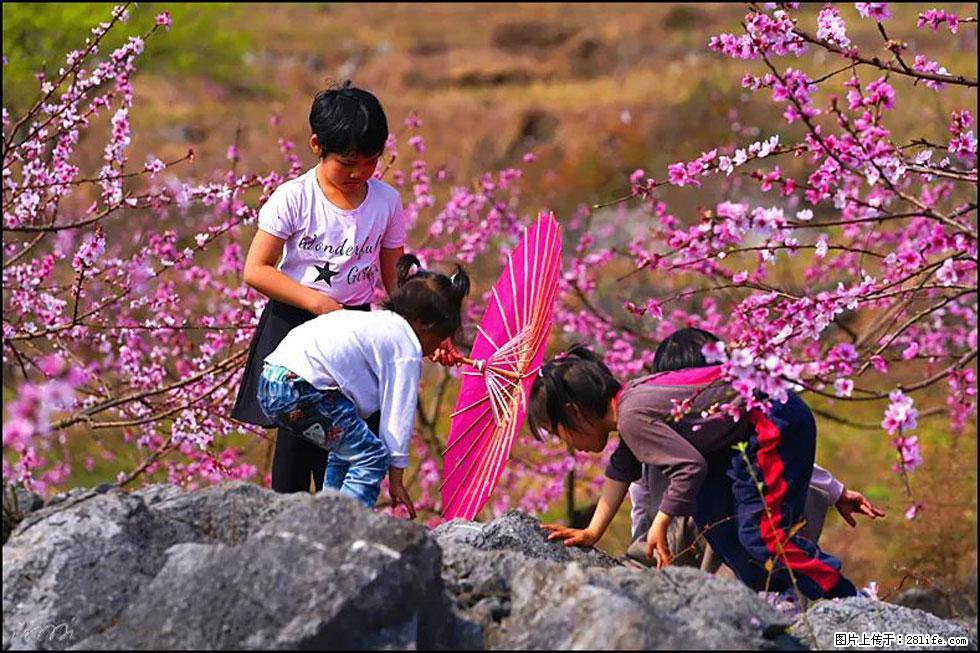 【春天，广西桂林灌阳县向您发出邀请！】望月岭上桃花开 - 游山玩水 - 泰州生活社区 - 泰州28生活网 taizhou.28life.com