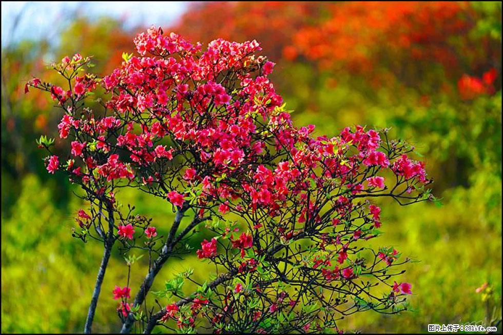 【春天,广西桂林灌阳县向您发出邀请!】春木界上映山红 - 游山玩水 - 泰州生活社区 - 泰州28生活网 taizhou.28life.com