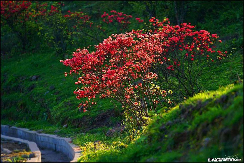 【春天,广西桂林灌阳县向您发出邀请!】春木界上映山红 - 游山玩水 - 泰州生活社区 - 泰州28生活网 taizhou.28life.com