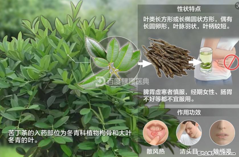 苦丁茶有哪些功效和作用 - 生活百科 - 泰州生活社区 - 泰州28生活网 taizhou.28life.com