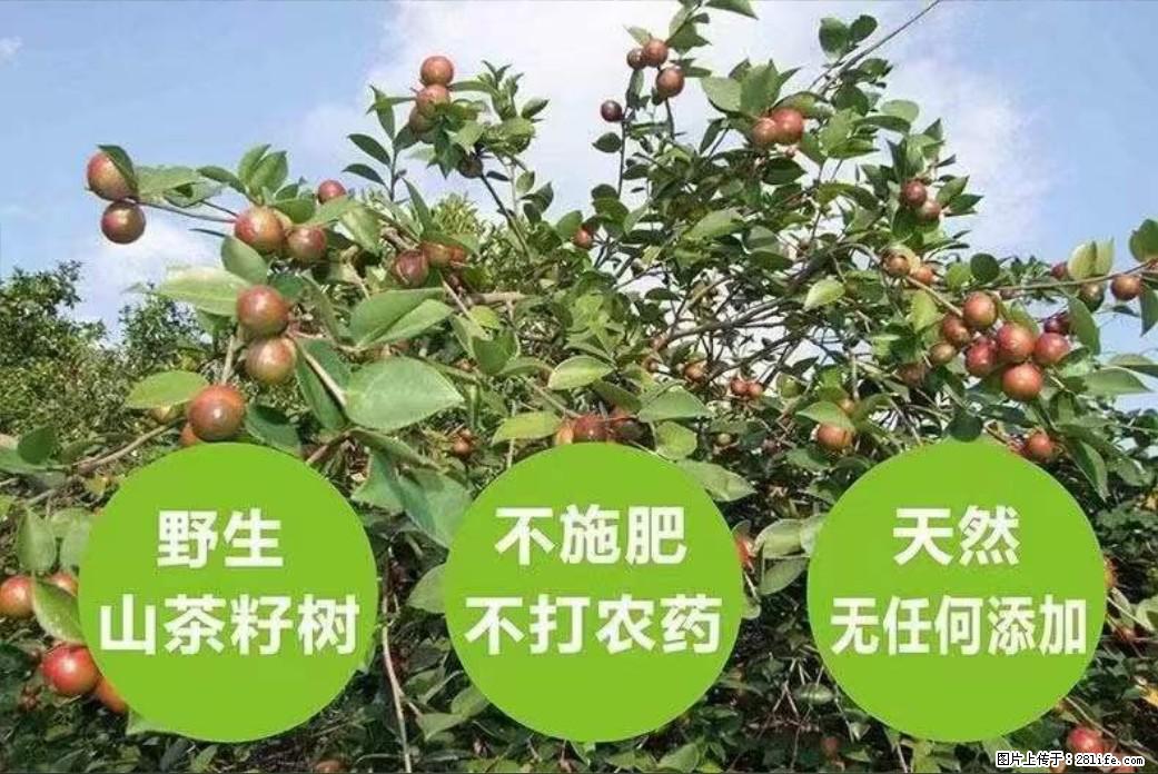 【灌阳县油茶产业示范区】一个有着充实的精神生活的人，对待身外之物自会有一种淡泊的态度 - 土特产 - 饮食特产 - 泰州分类信息 - 泰州28生活网 taizhou.28life.com